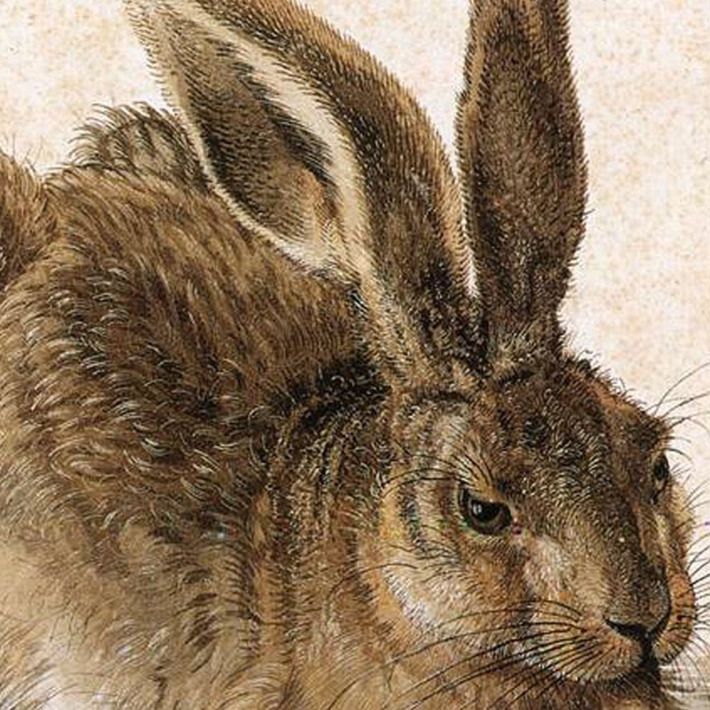 Jack Rabbit