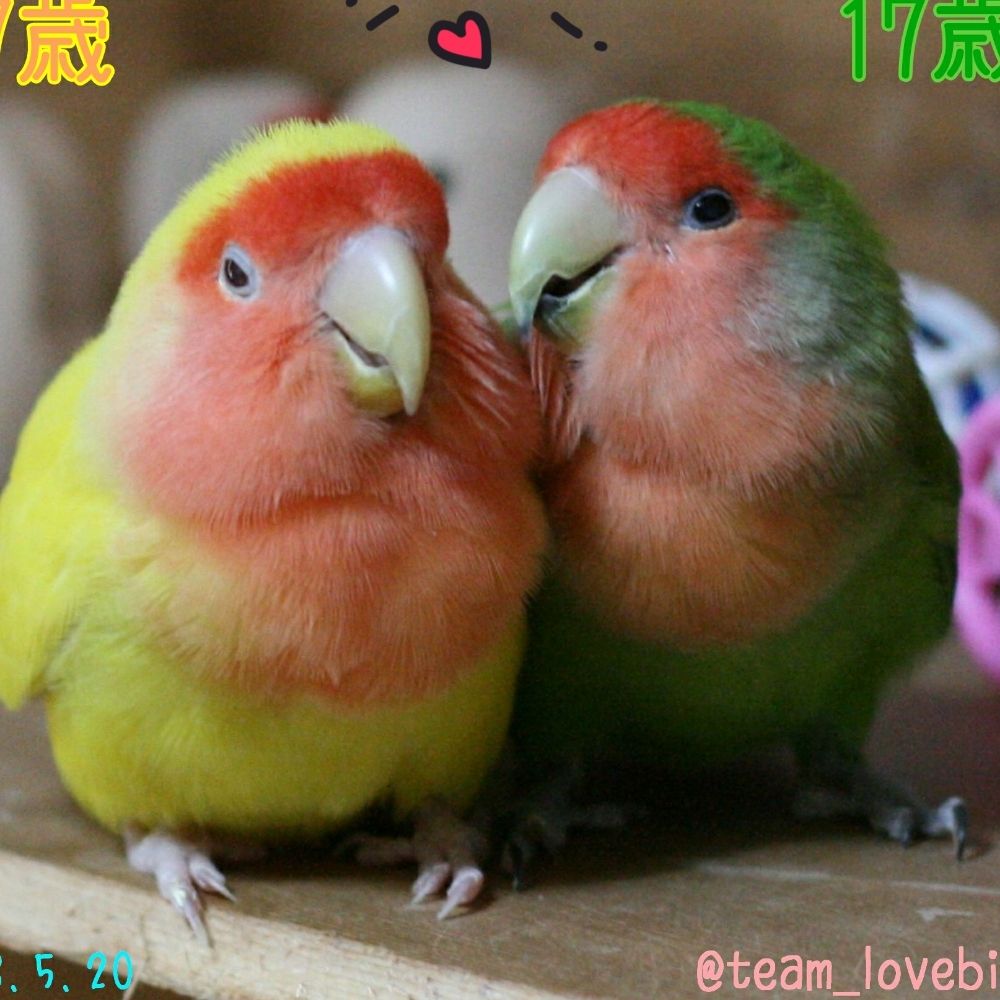 ゆきちゃん@鳥様専属お世話係