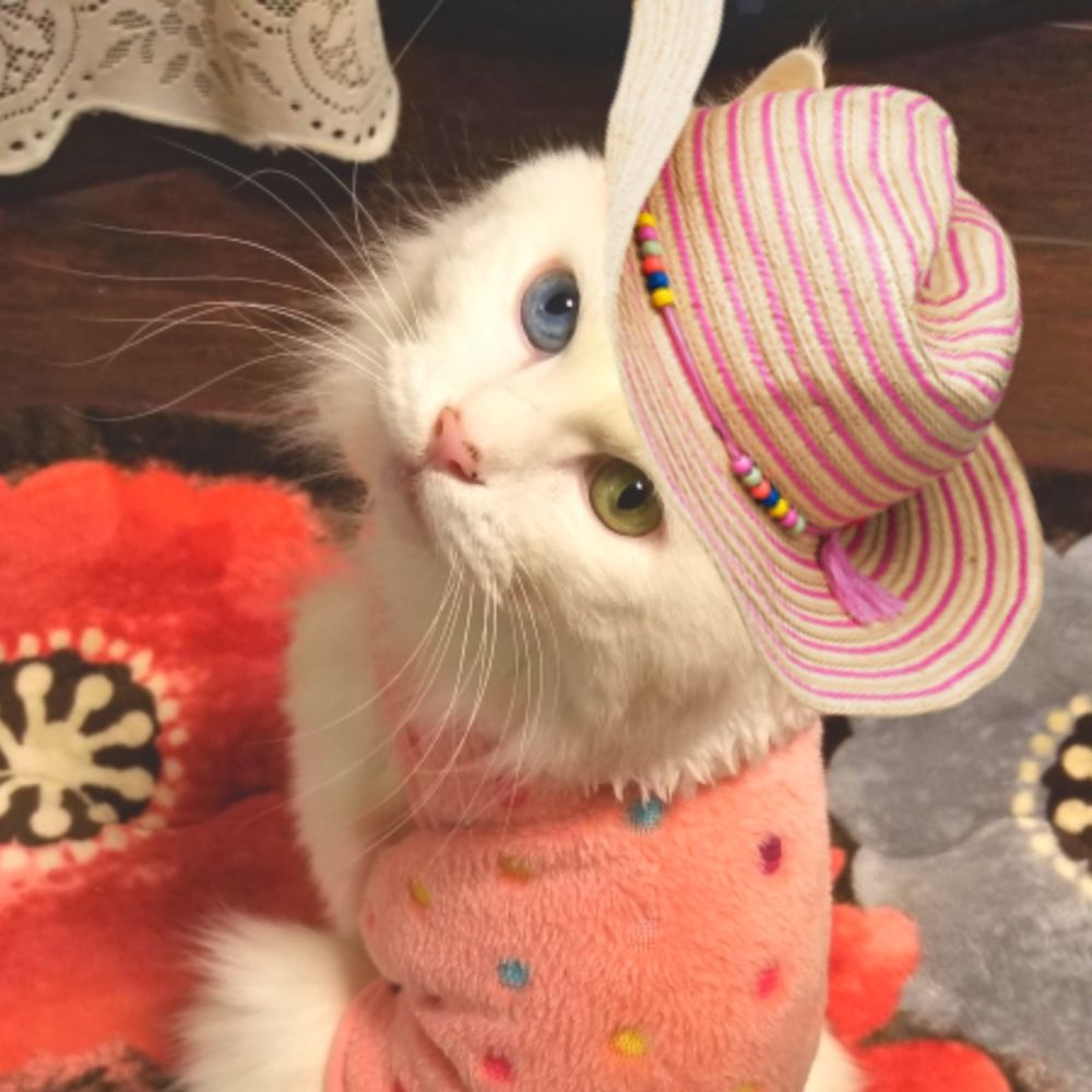 白猫ちゃん