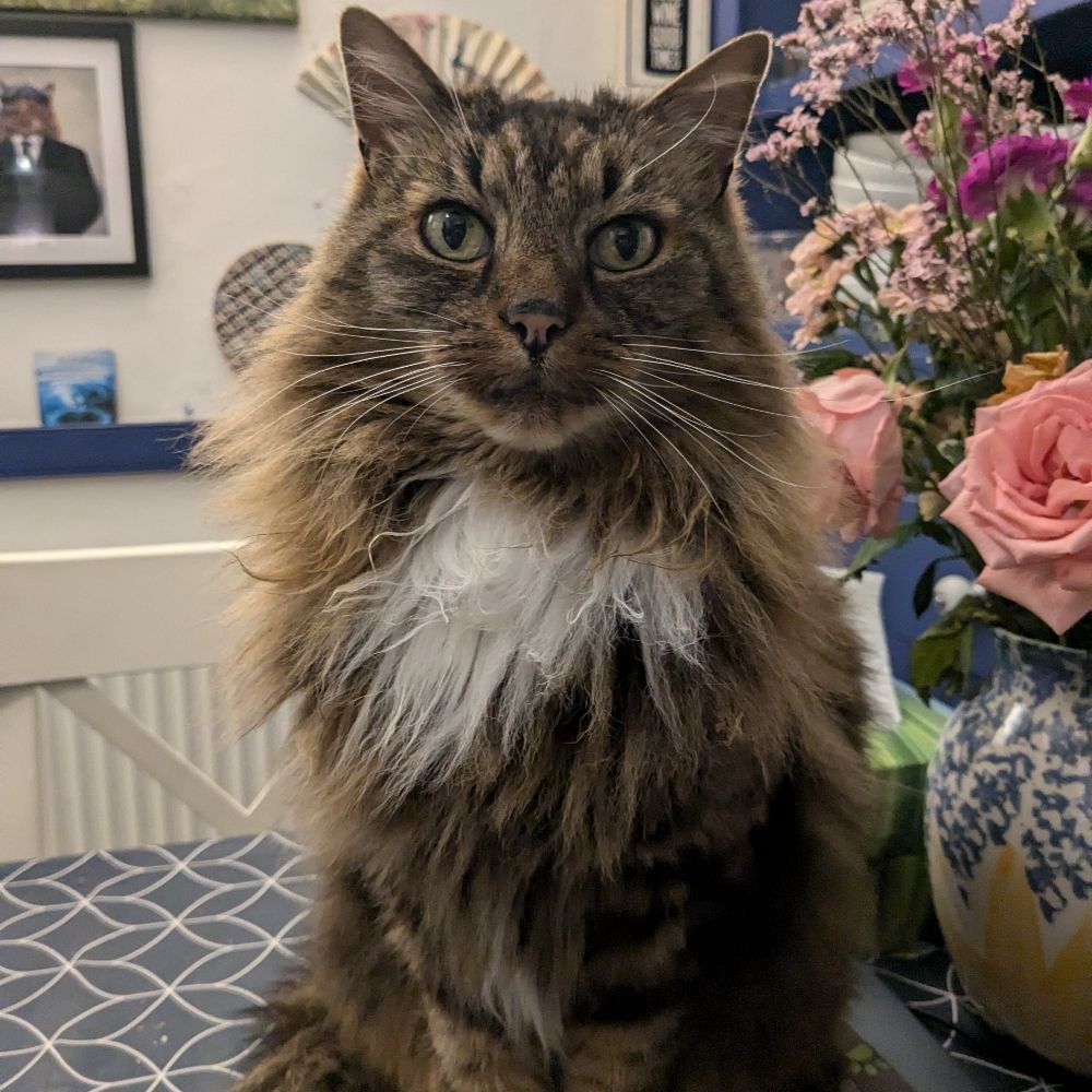 Tigerdwarf