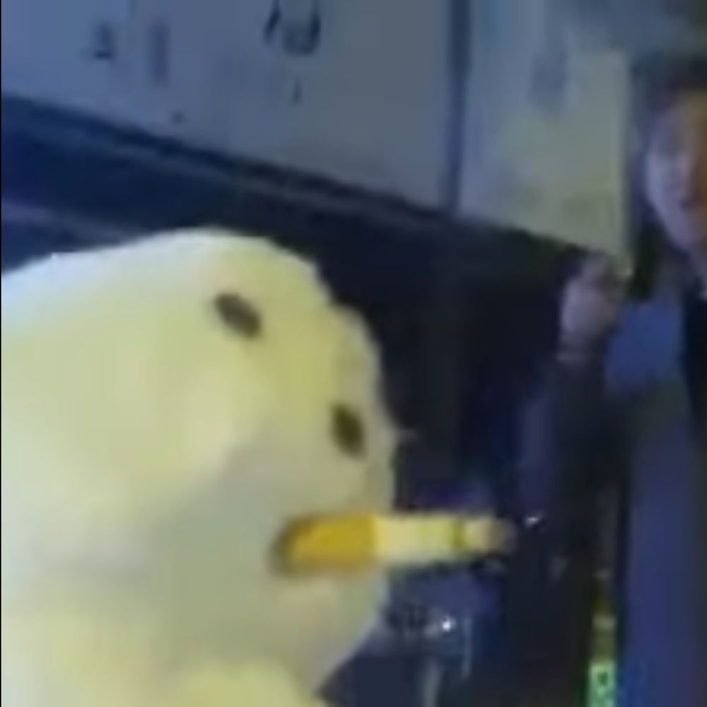 스, 노우맨