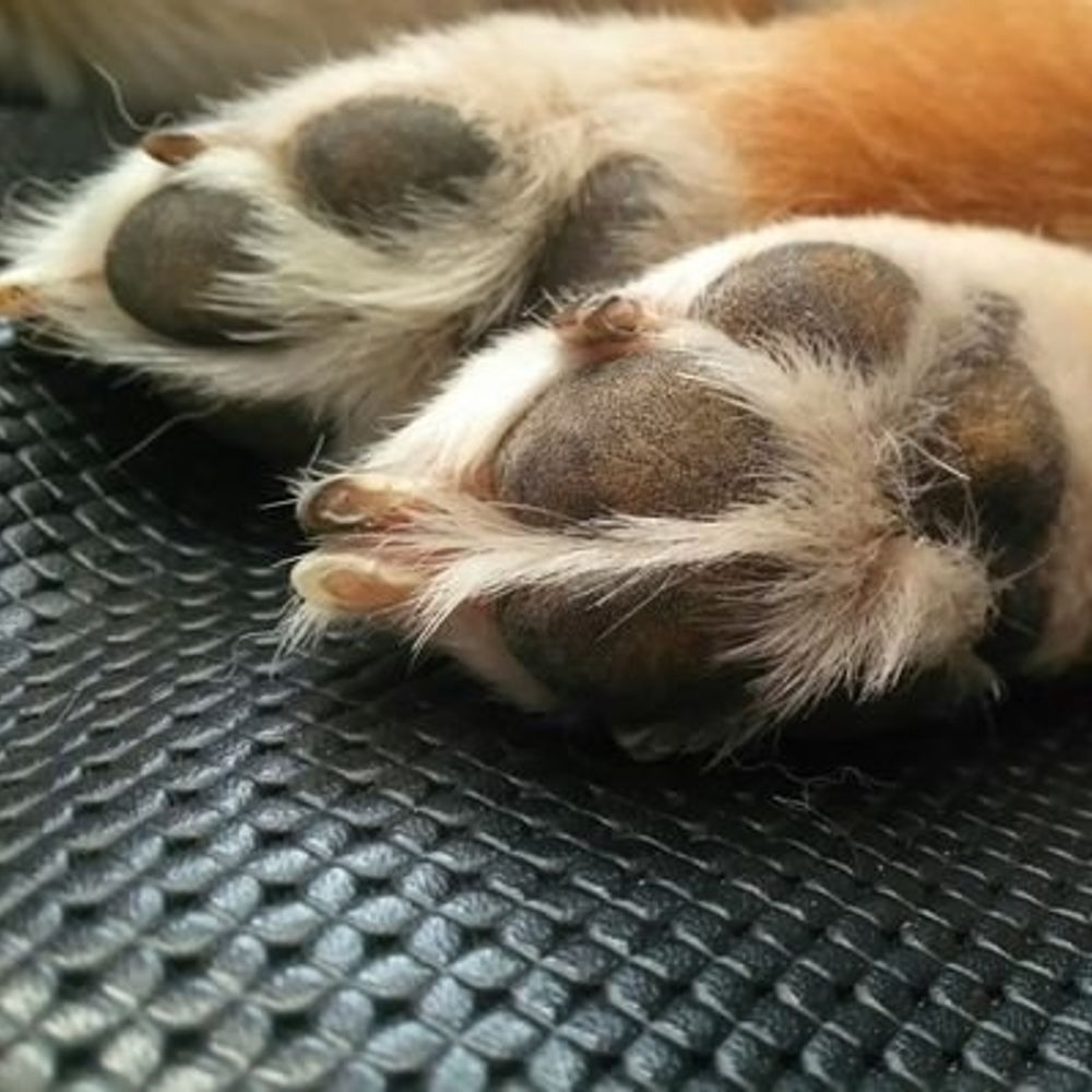遠藤犬