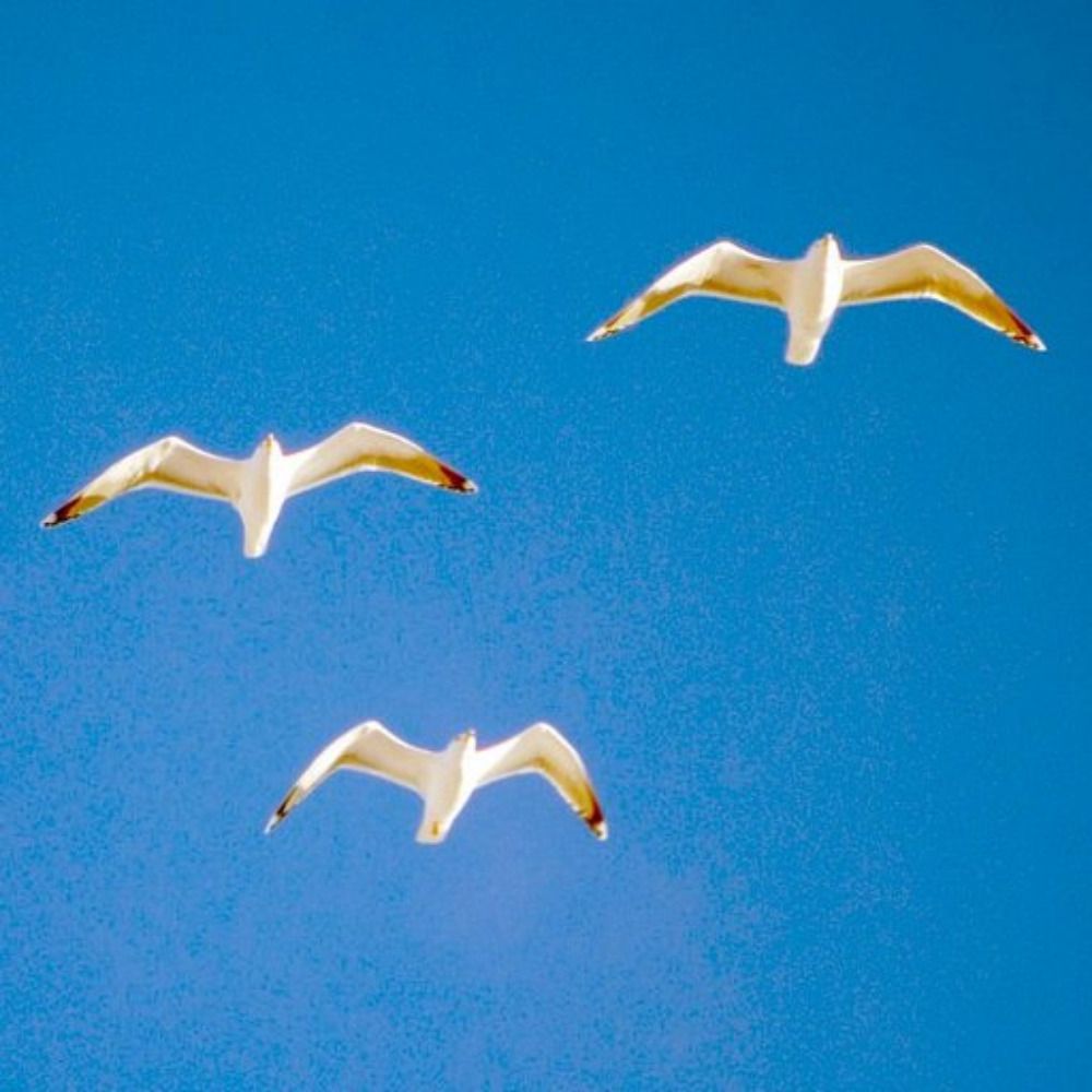 Flock Networks