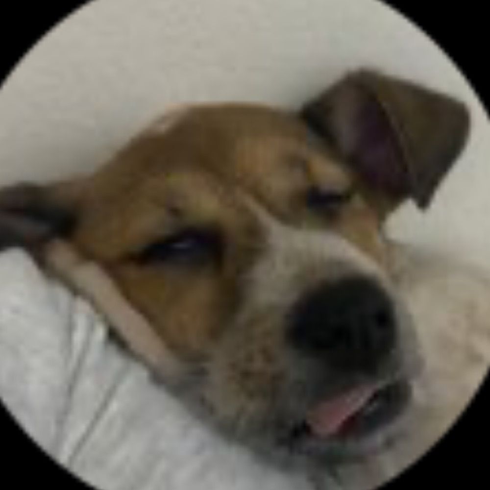 lu