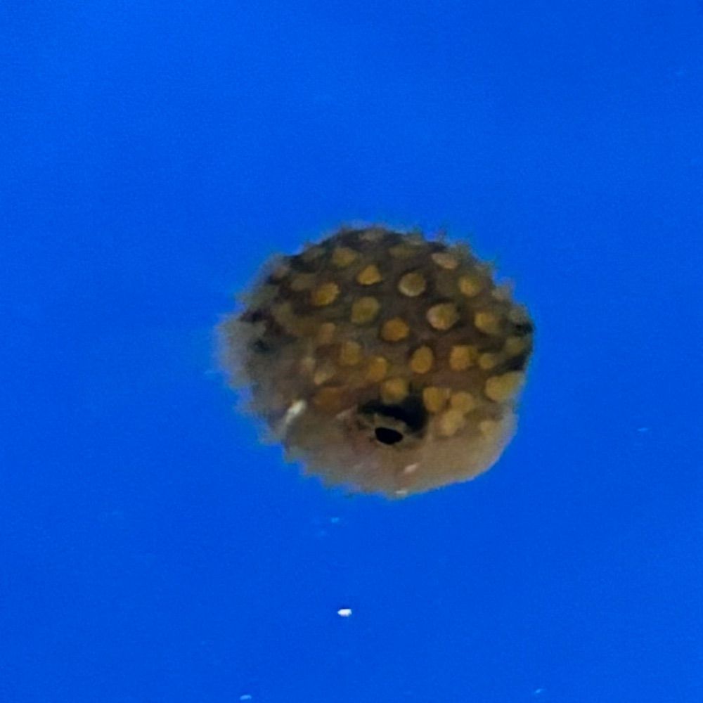 さかな