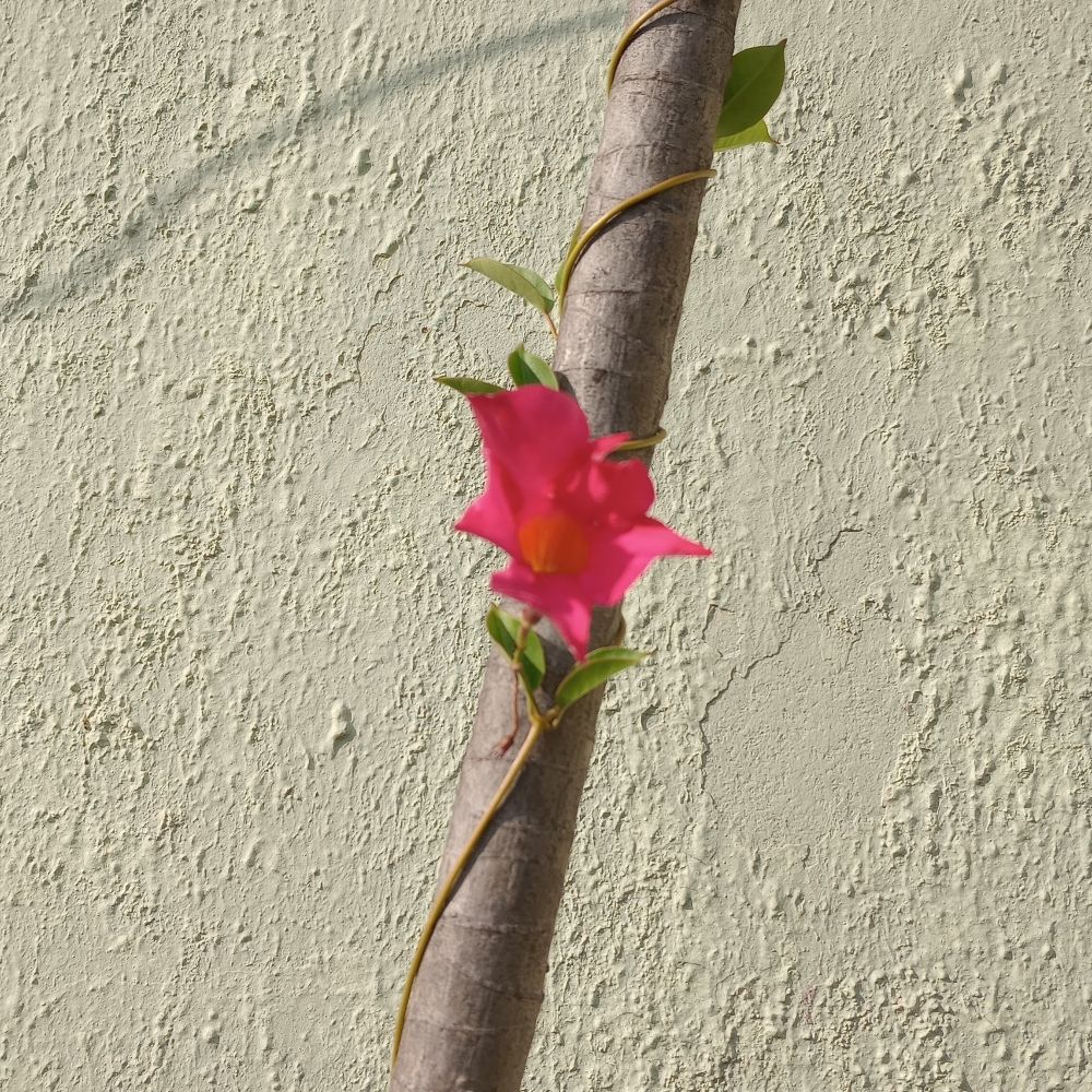 santarrosa.bsky.social