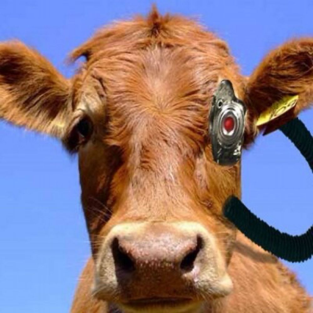 Biocow