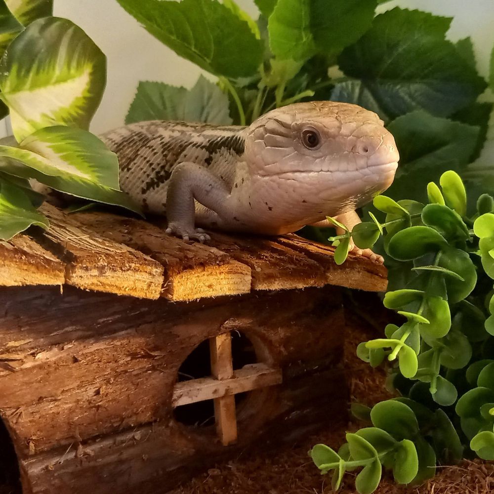 One lizard short of a herpetarium