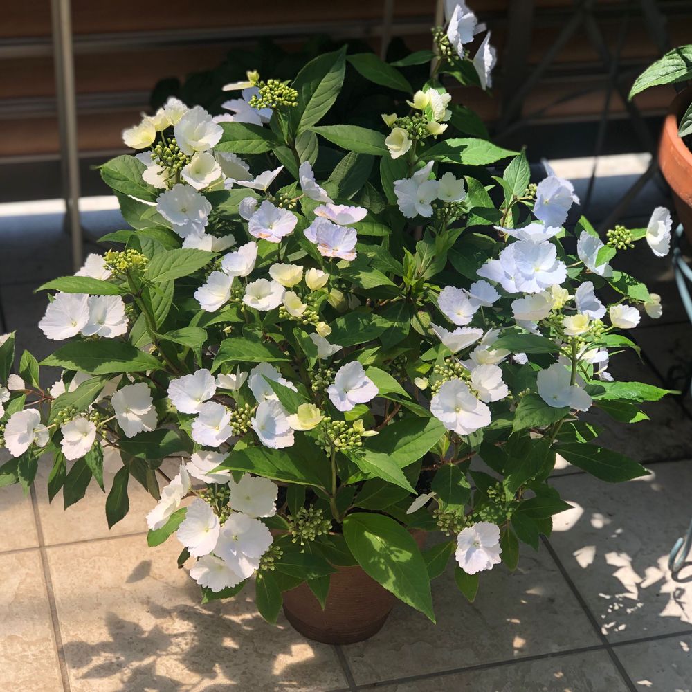 なこ太の畑か庭