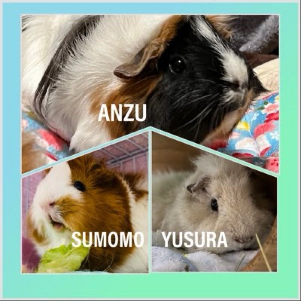 あんすも