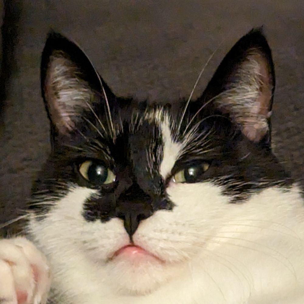smittenterror