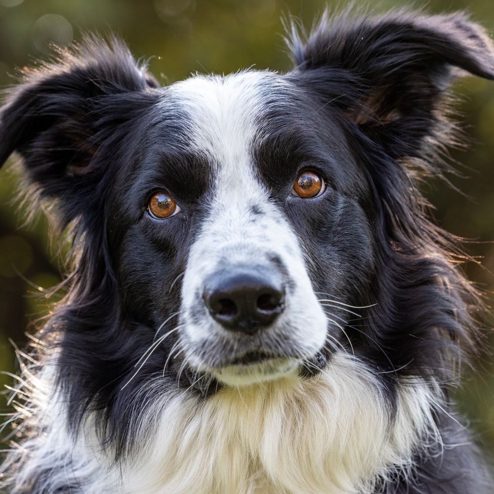 Profile picture bordercolliedogs.bsky.social