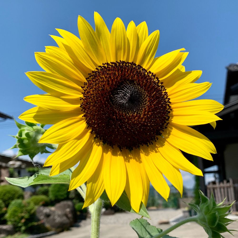 アッシュ