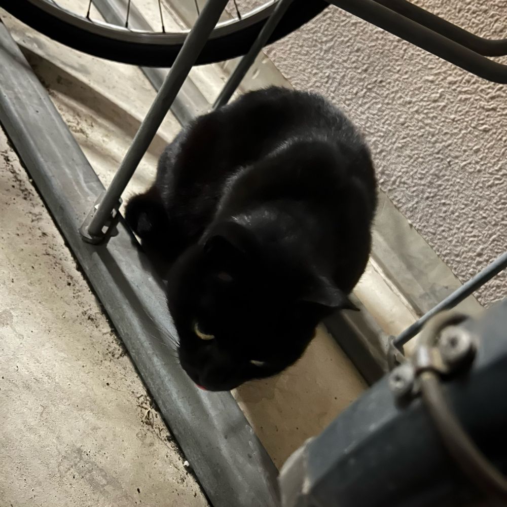 地域猫にやさしく