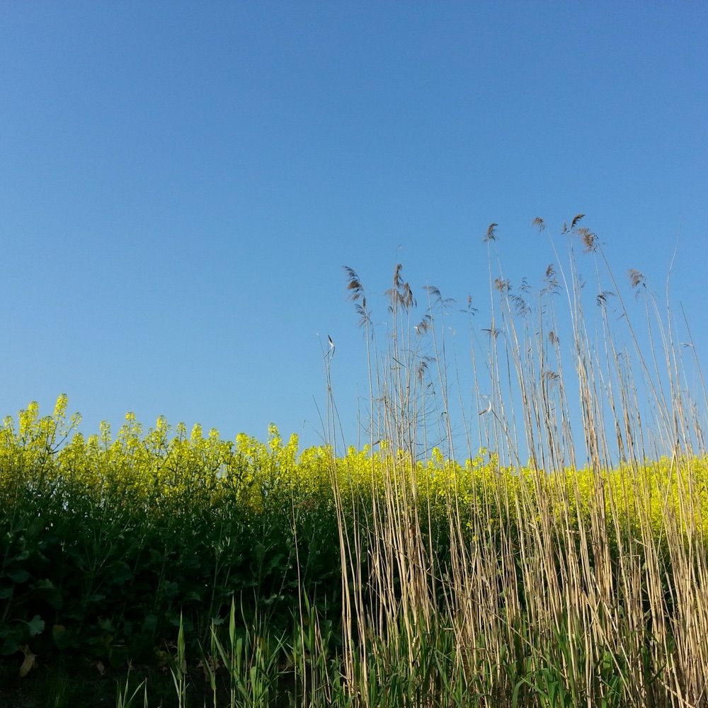 Pass Field