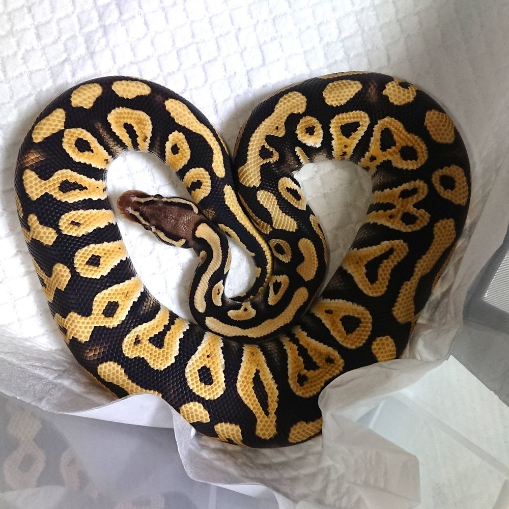 taka_snakes