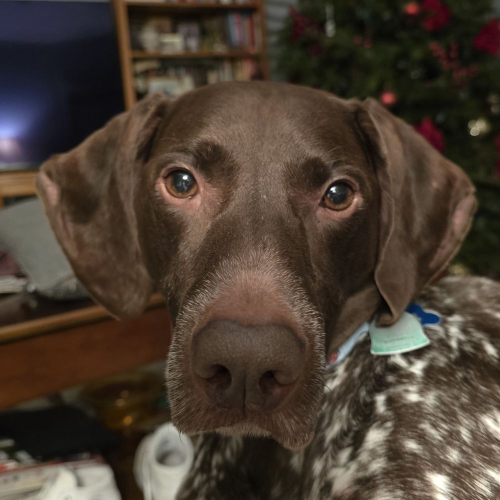 Izzy Girl, GSP Extraordinaire