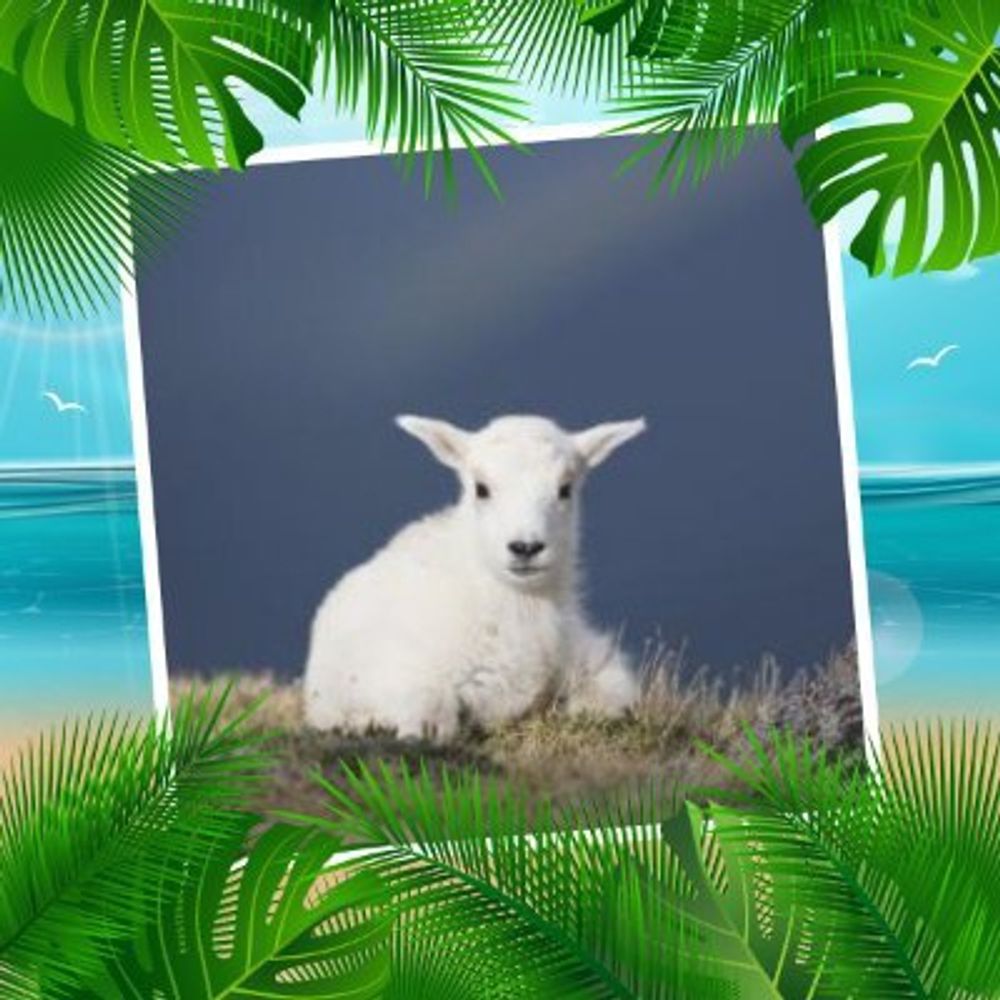 𓃵 fizzily🐐bizina🐐çiya 𓃵's avatar