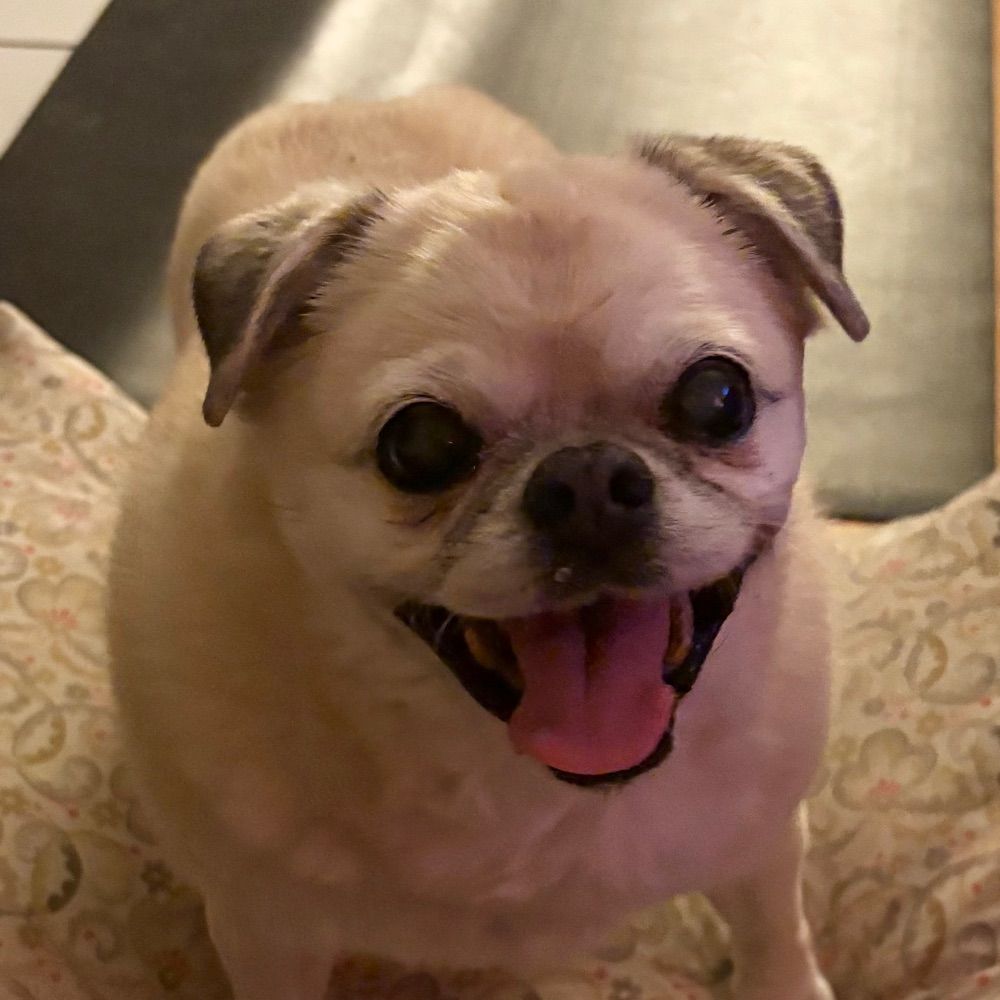 Meggo