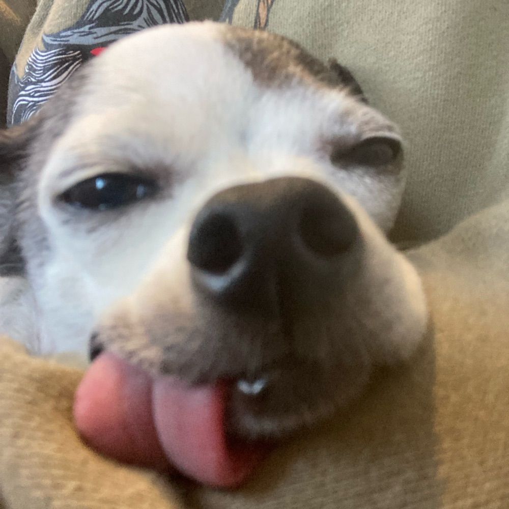 Kodee