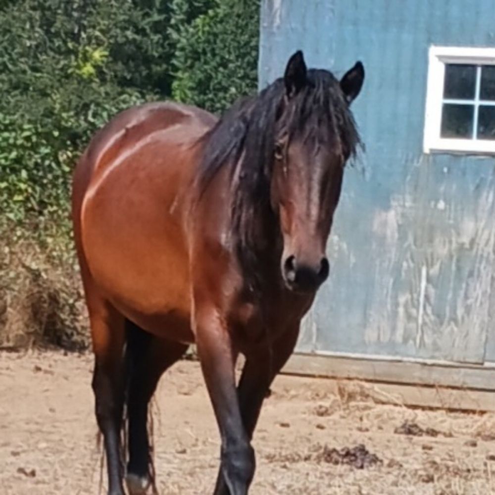 Mudpony
