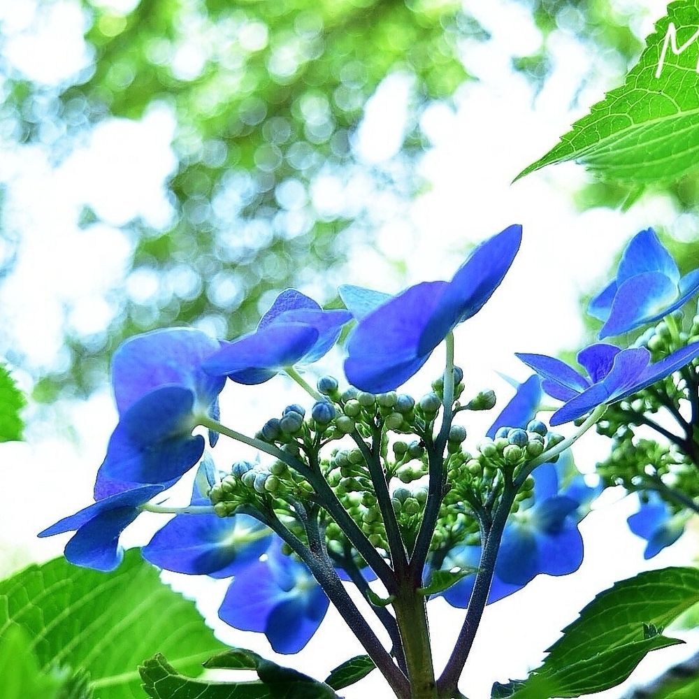 水無月