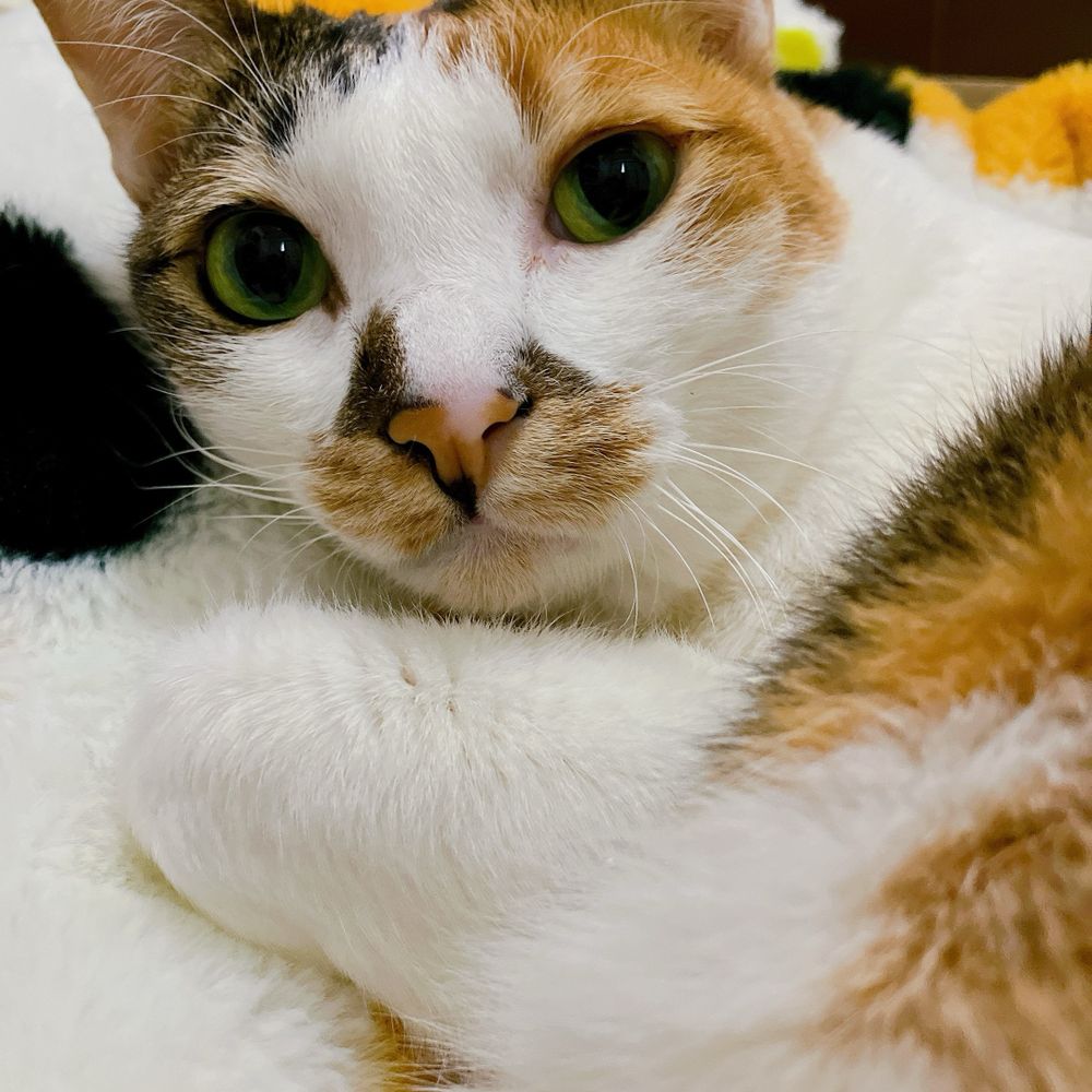 猫と暮らしている承光🌙