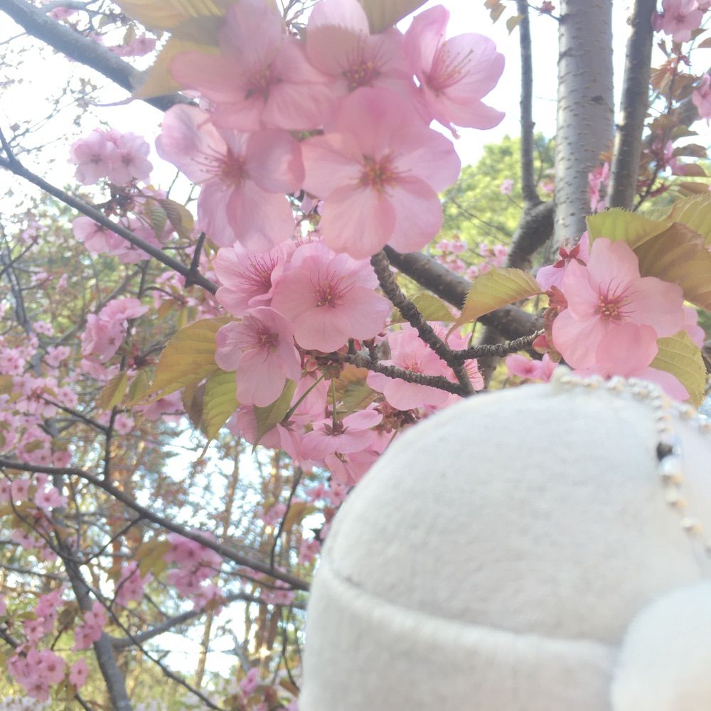 らう🌸