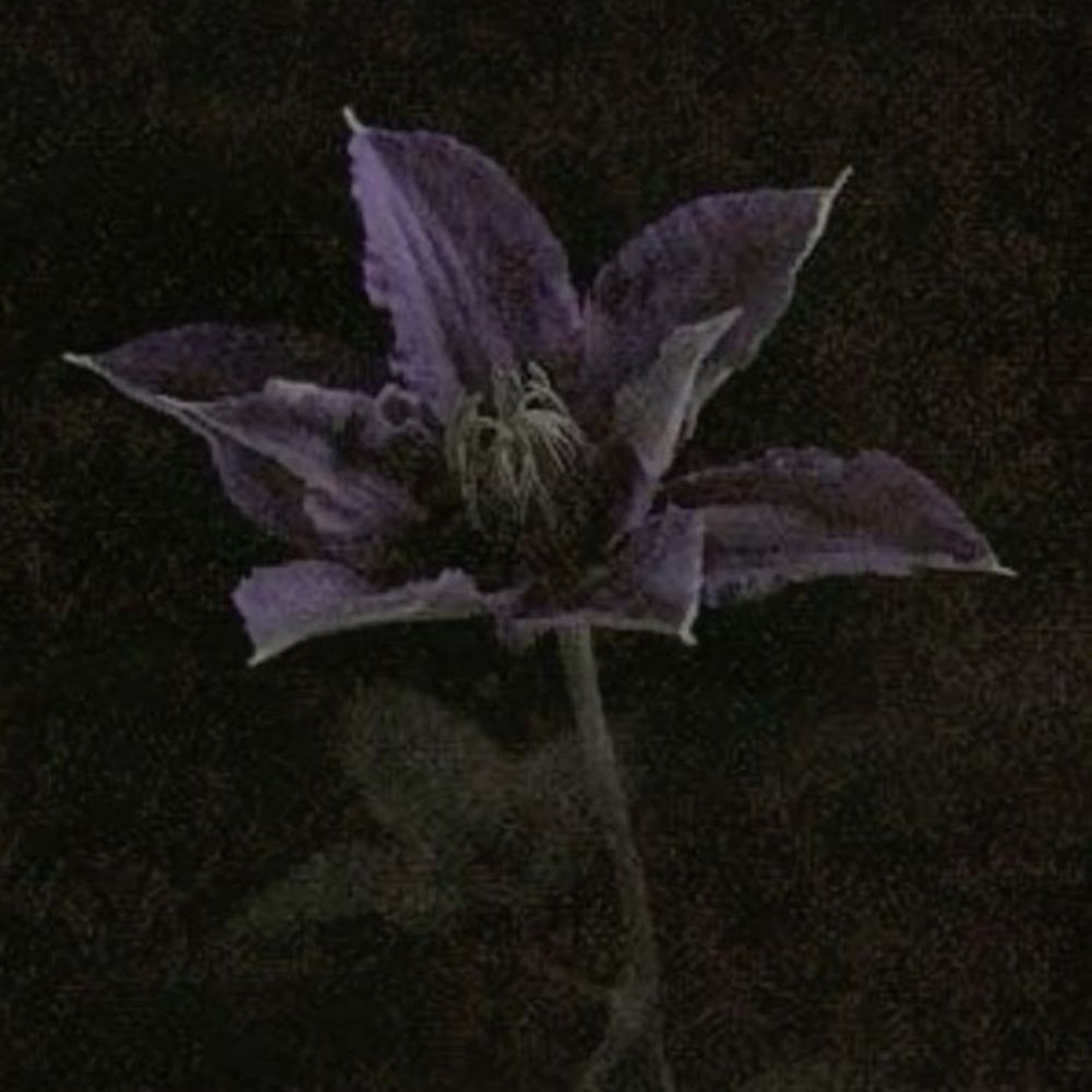 deadly nightshade