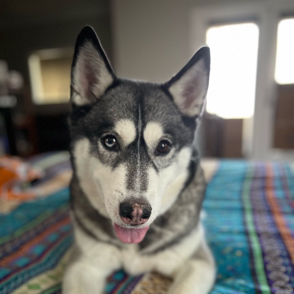 Mika the Rescue Husky