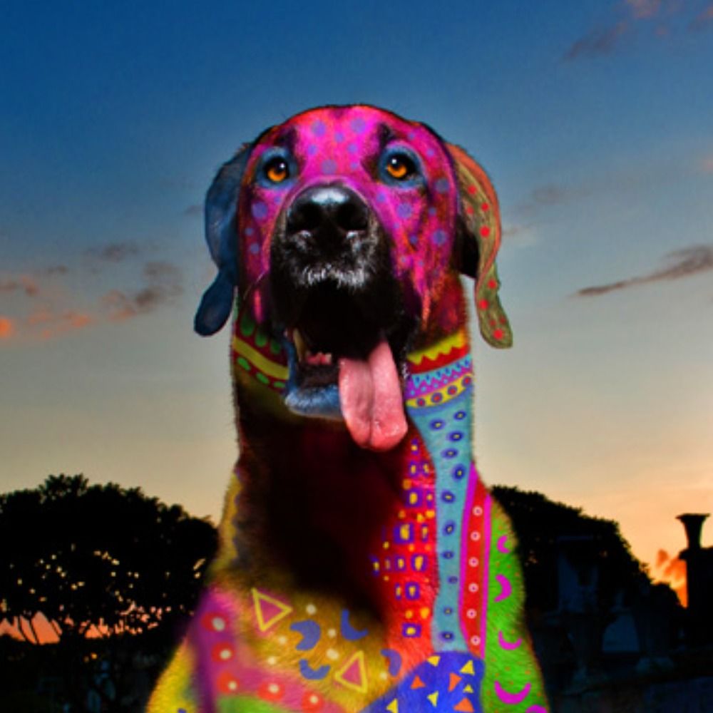 Pet Friendly World