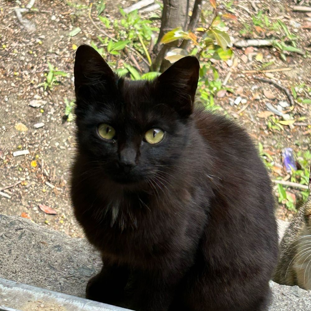 とまと。