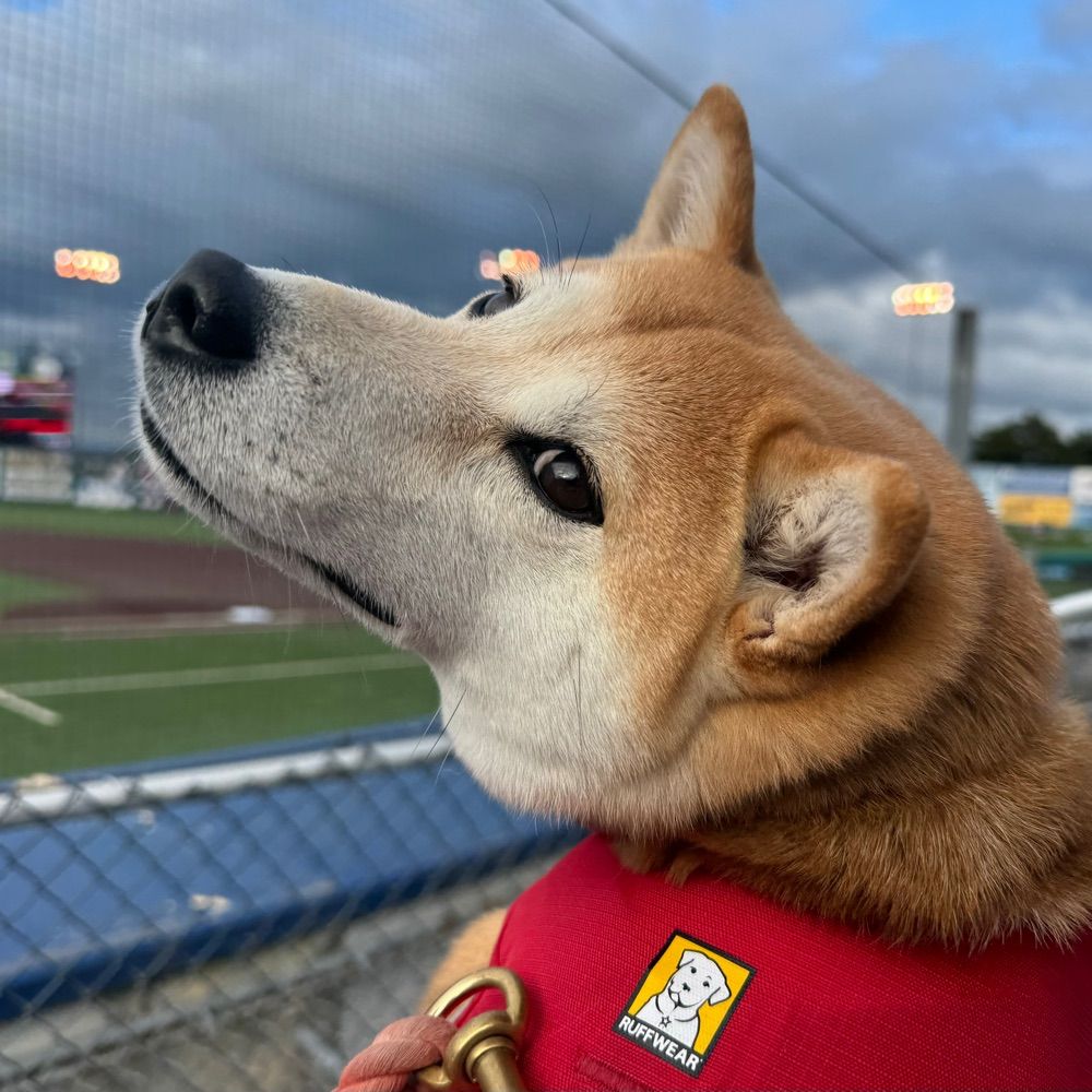 amyseattle.bsky.social