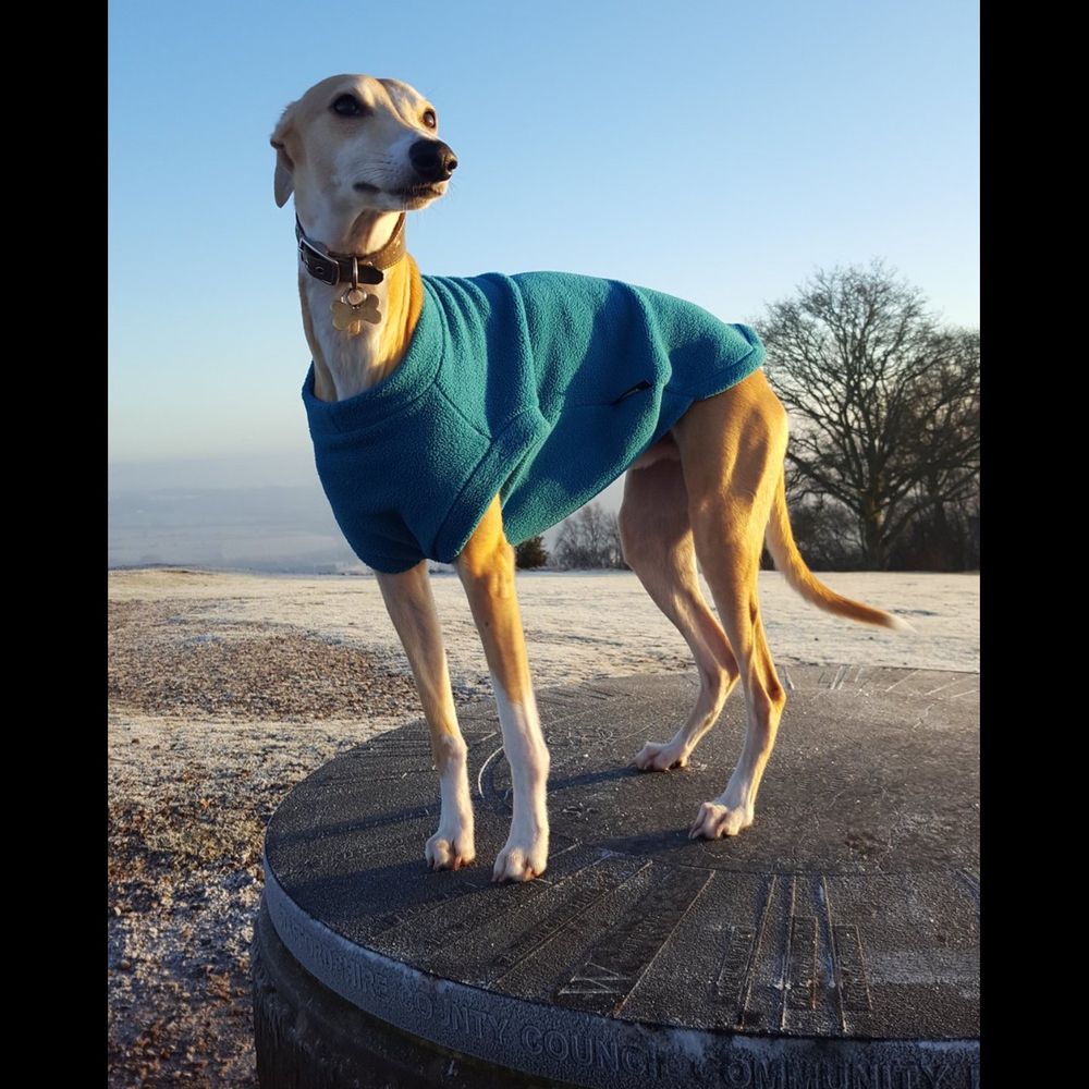 Henry Whippet