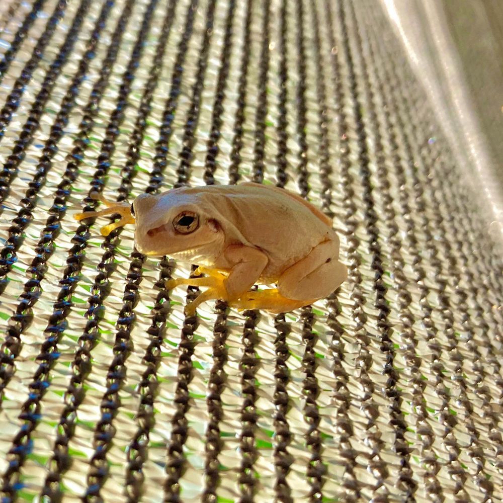 ウリエルの唐揚げ