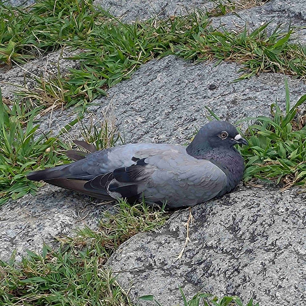 鳩