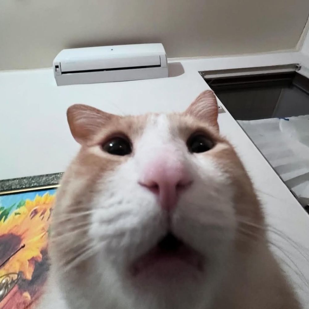 Luvudsito