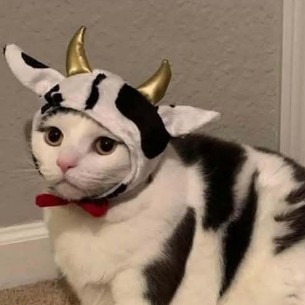 Ultimate Shagstar