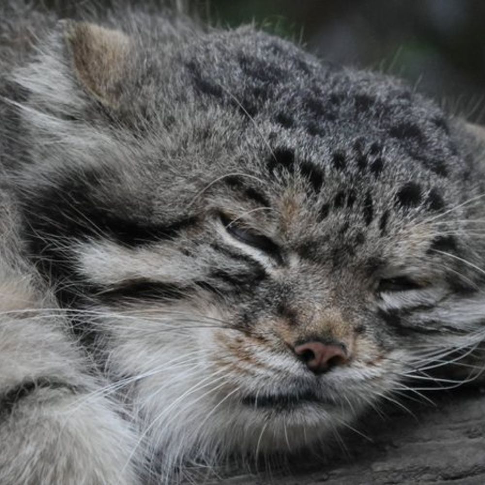 Daily manul pictures