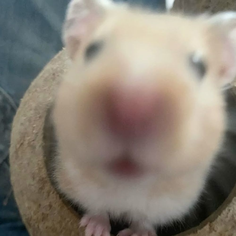 헴랑이