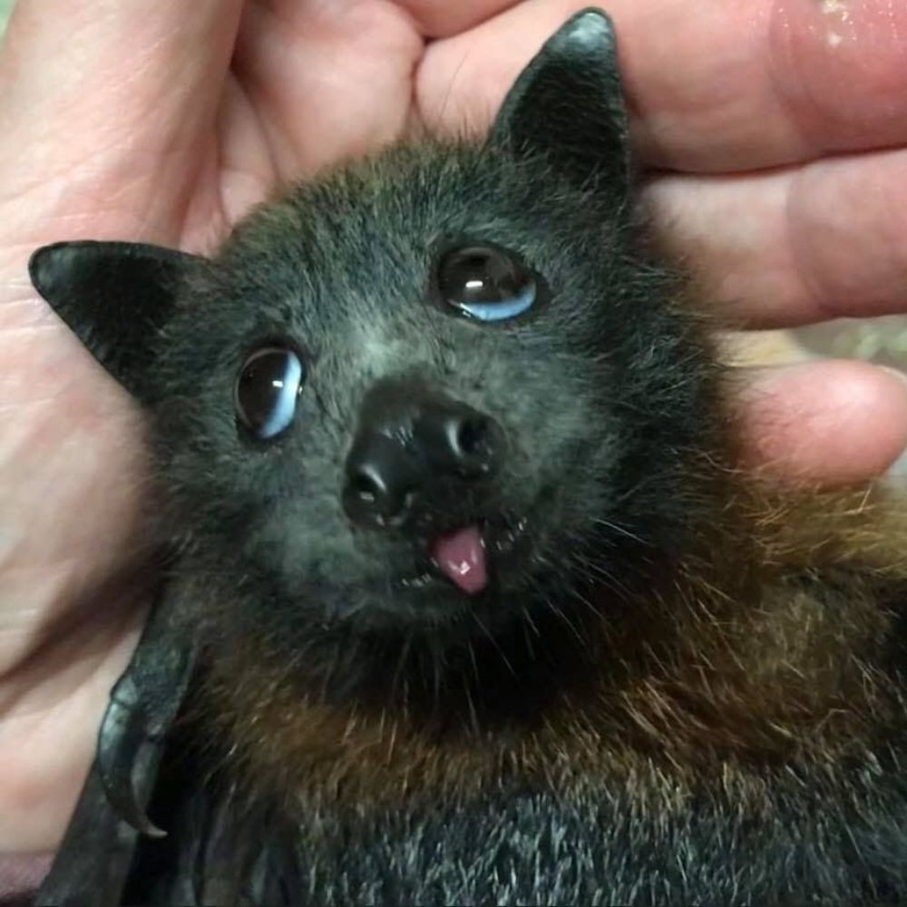 Vulpes Helena Zolpidem Sett Grenouille Mãos Fúnebres Argentata