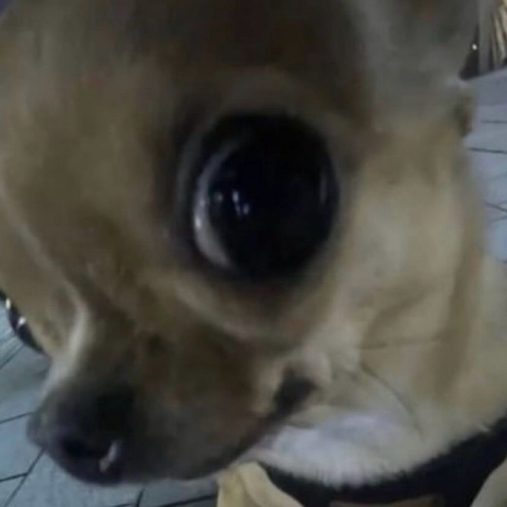 formiga.acelga
