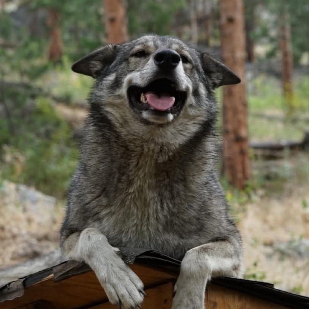 hachi
