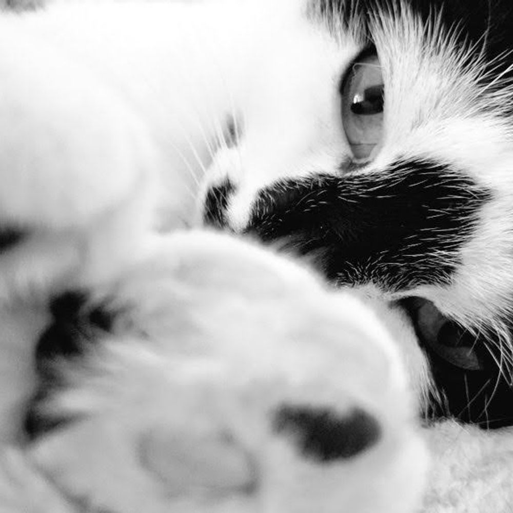 RealFlauschkatze 