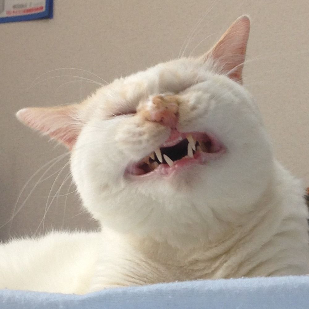守賀