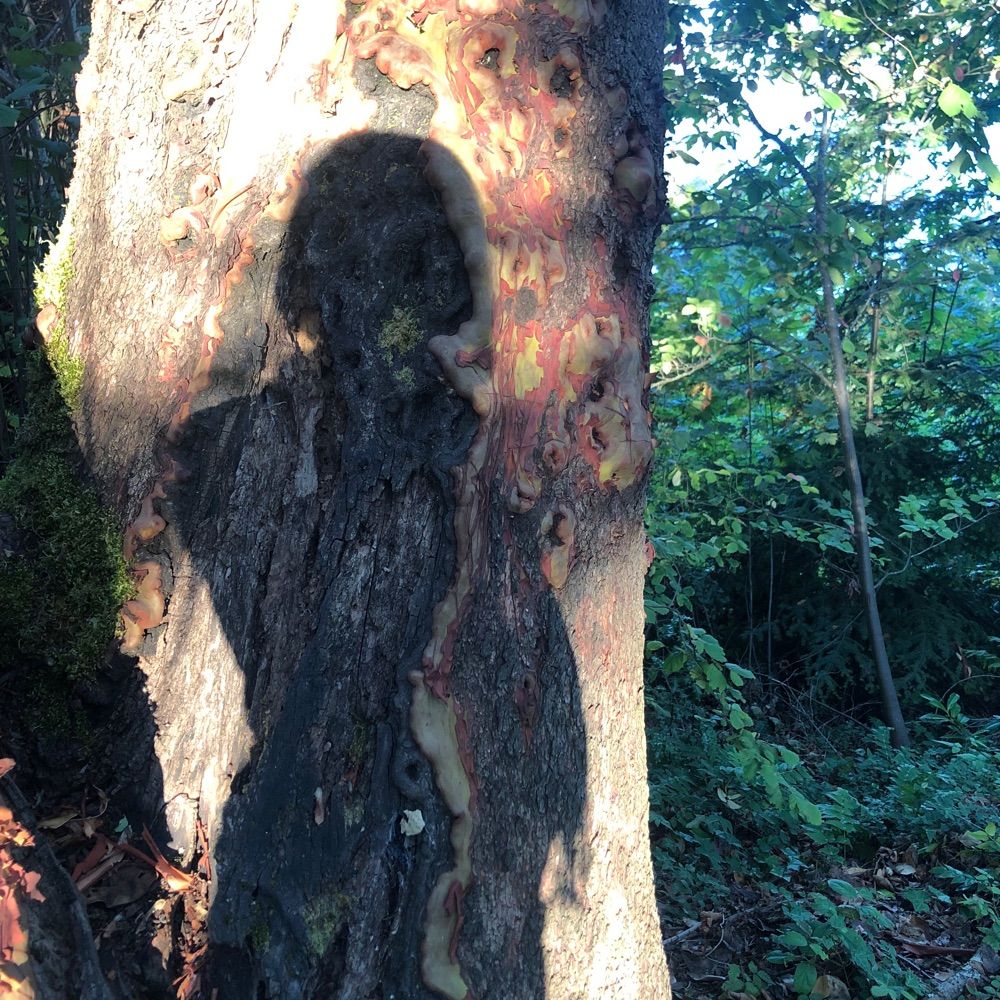 Rainbow Ghost