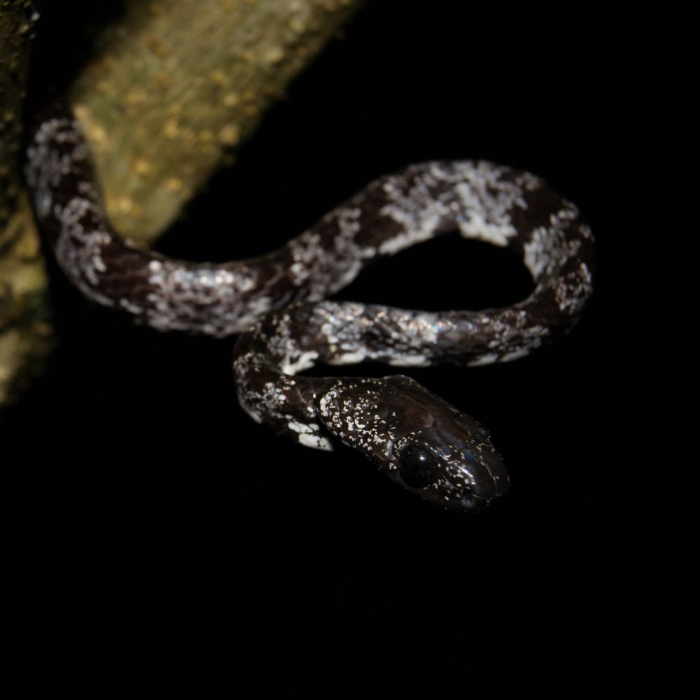 LadySerpentes 🐍🕷️🪲🦂