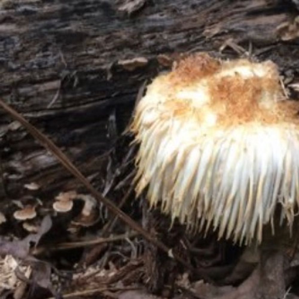 Winter Mushroom