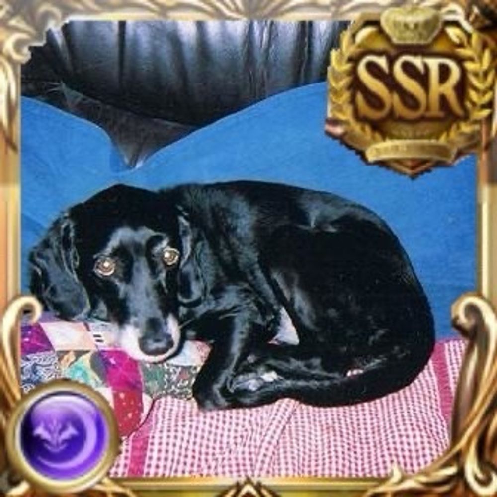 犬哭啾啾