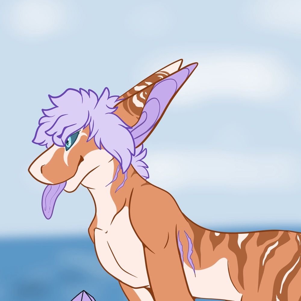 Baja Shork